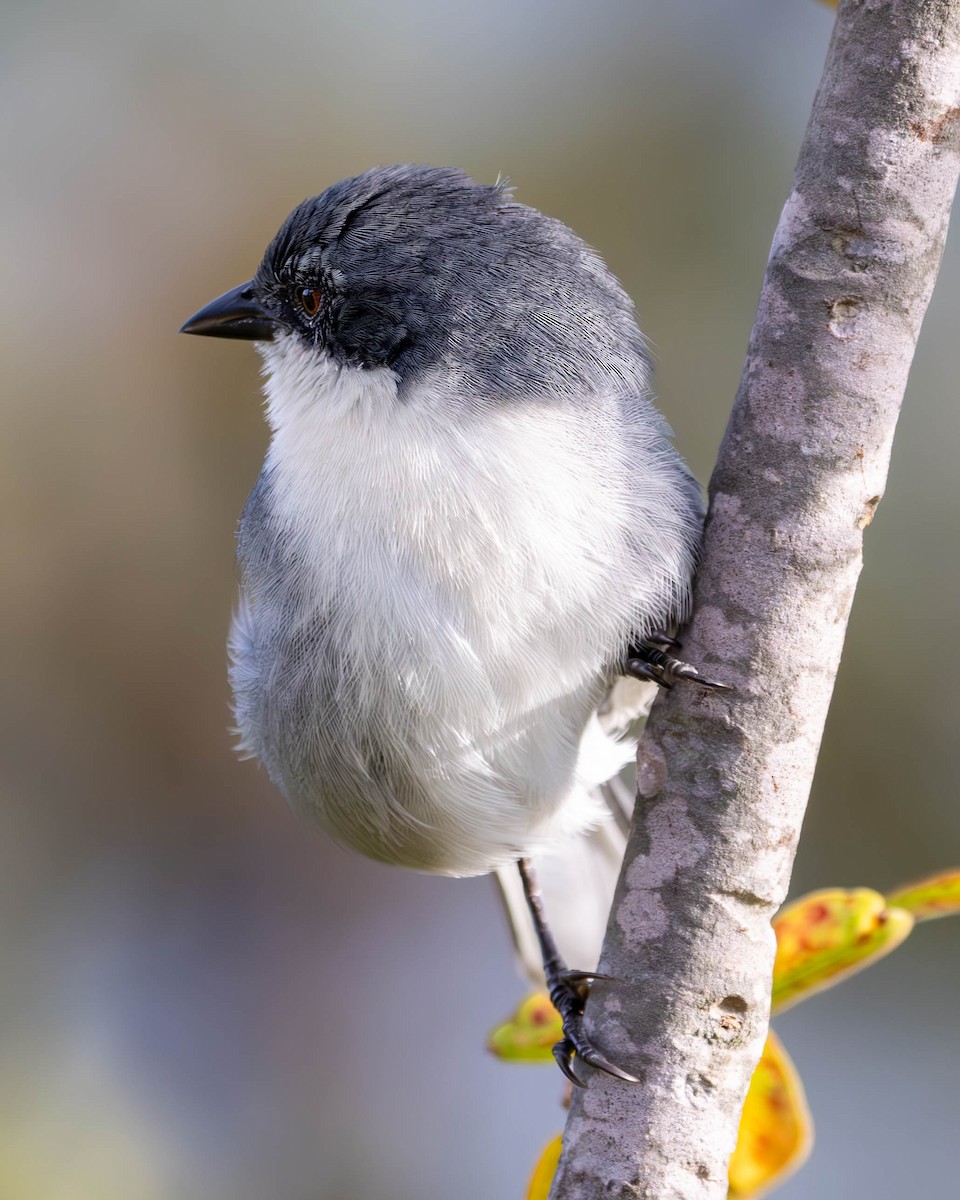 Cinereous Warbling Finch - ML619594803