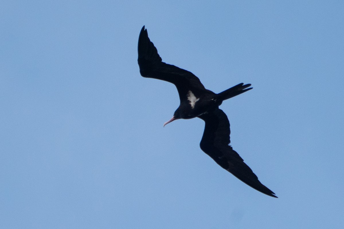 Lesser Frigatebird - Kini Roesler