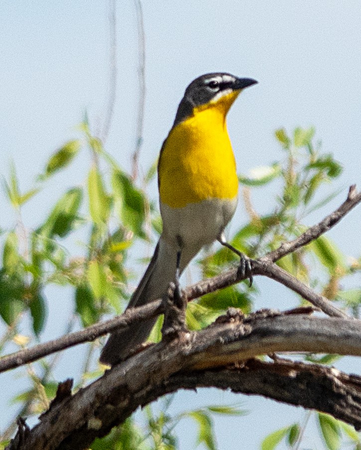 Yellow-breasted Chat - Dale Pate