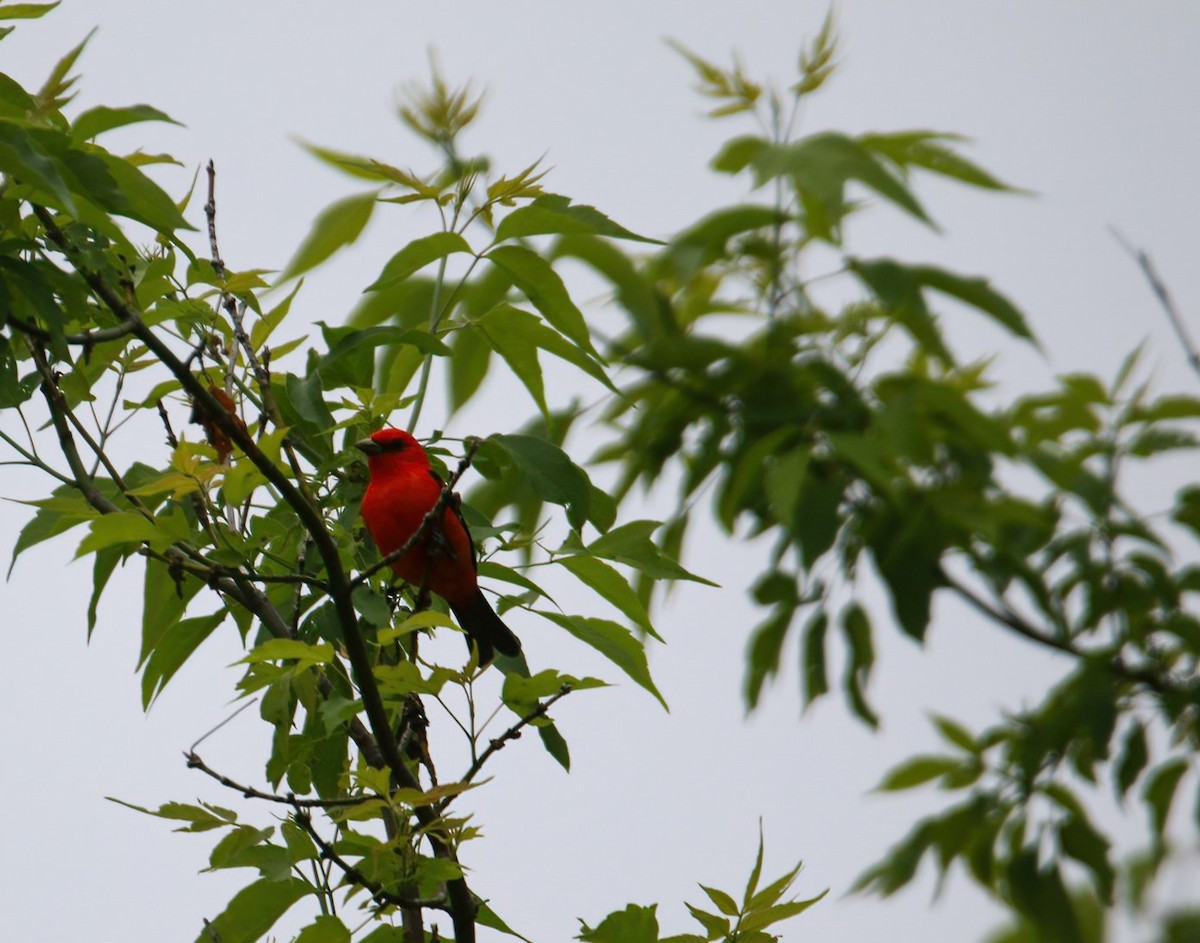 Scarlet Tanager - Richard Rowlee