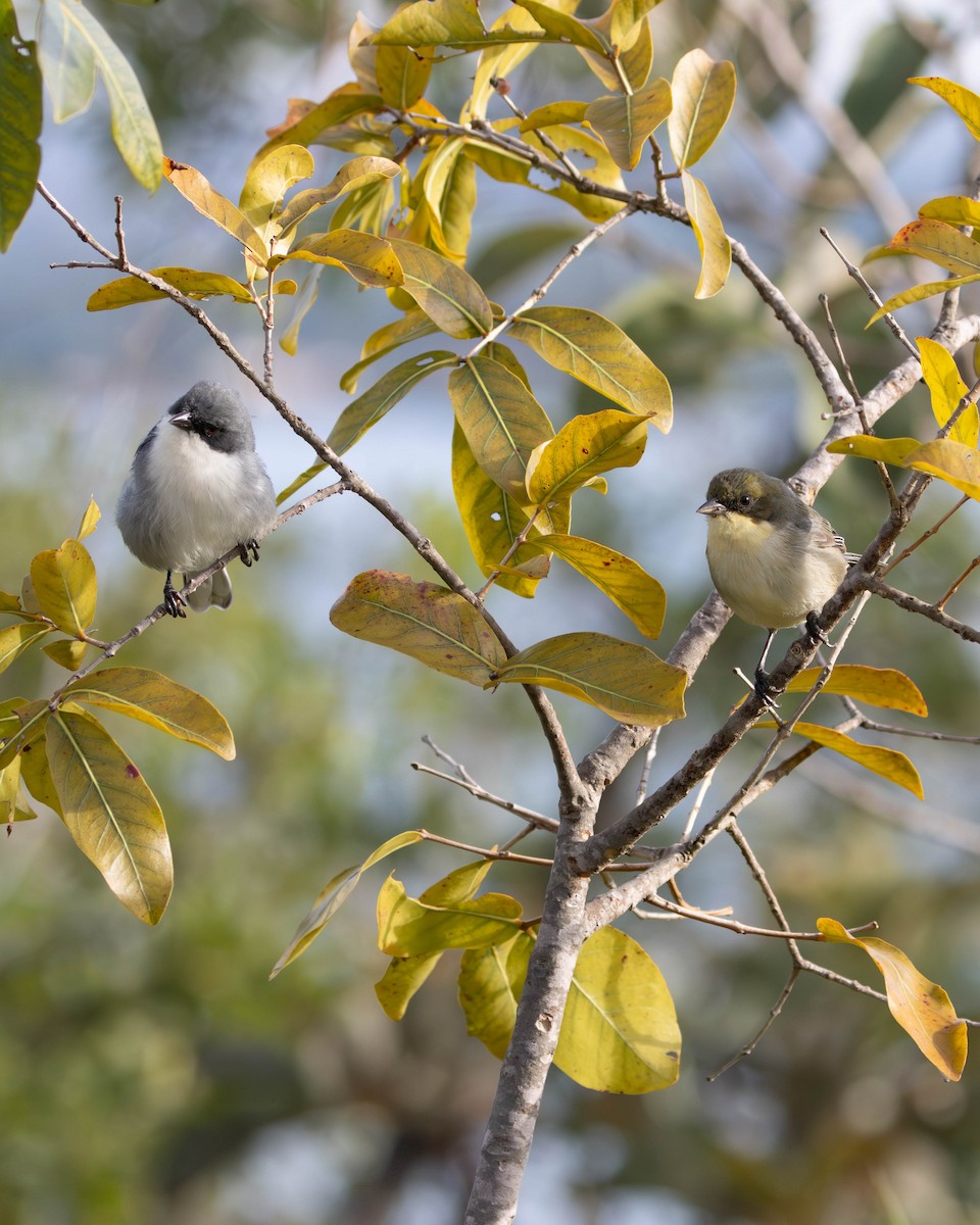 Cinereous Warbling Finch - ML619594818