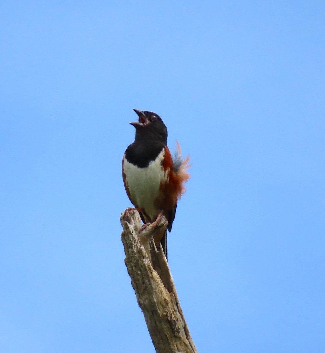 Eastern Towhee - Lala A