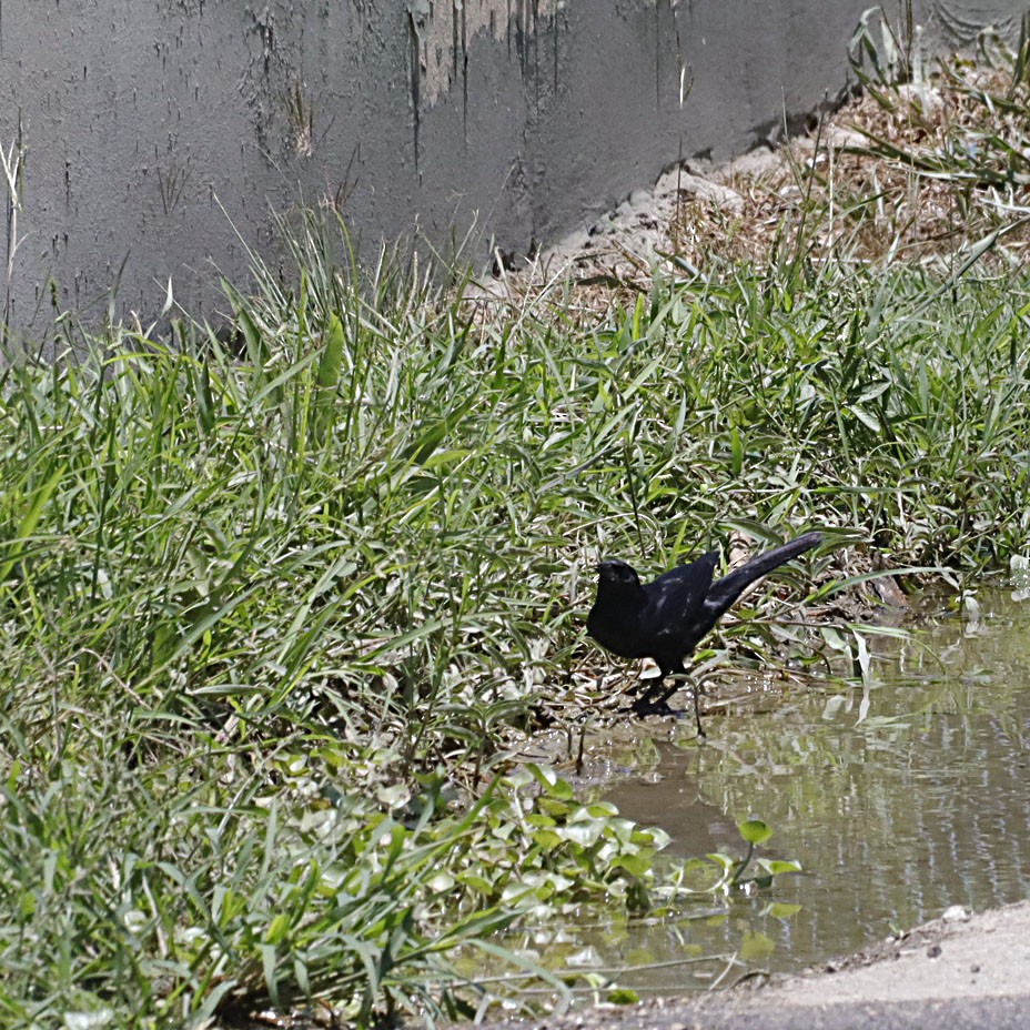 Cuban Blackbird - ML619594823