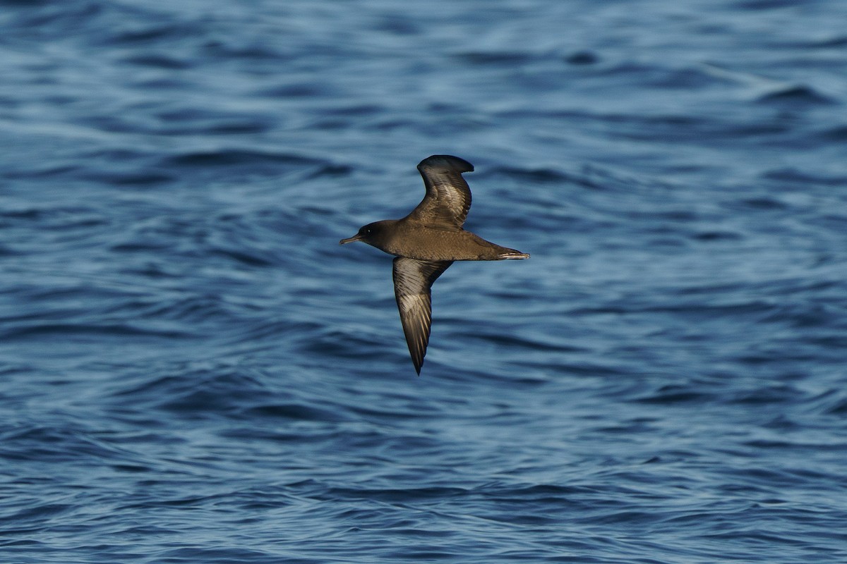 Sooty Shearwater - Marshall Mumford