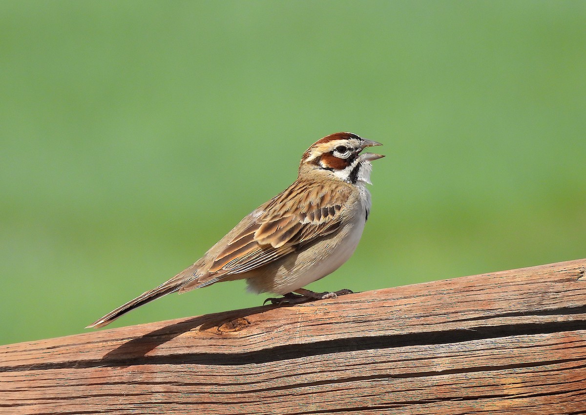 Lark Sparrow - Ted Floyd