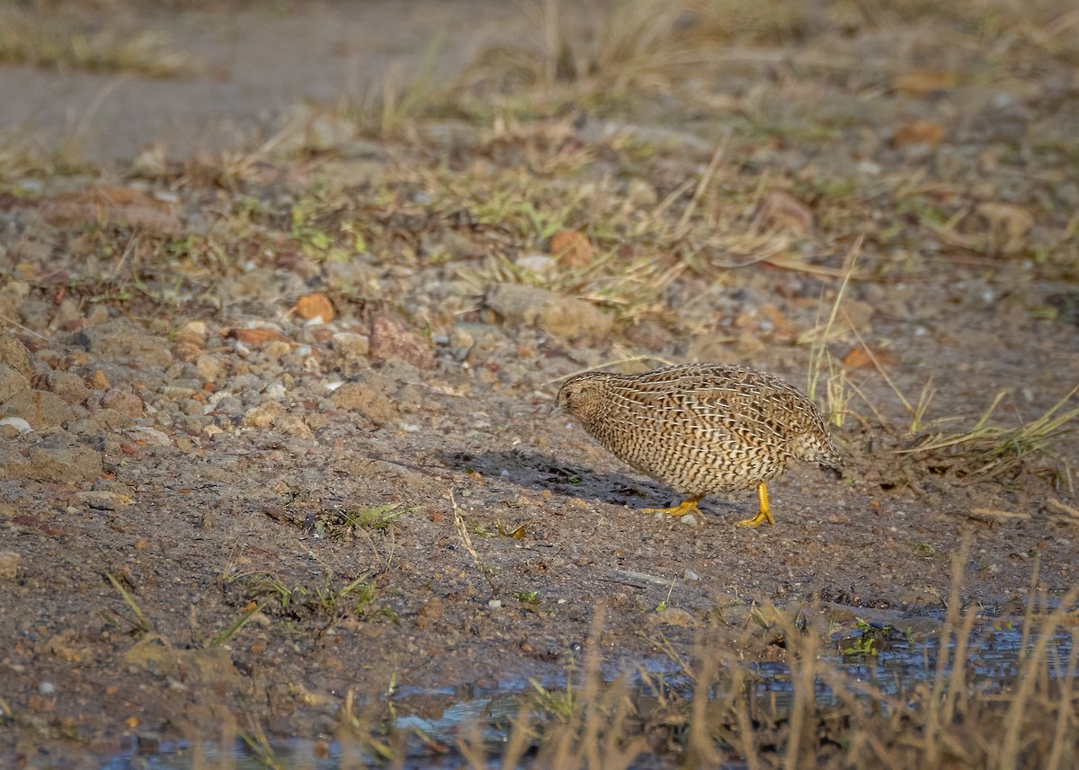 Brown Quail - Julie Clark