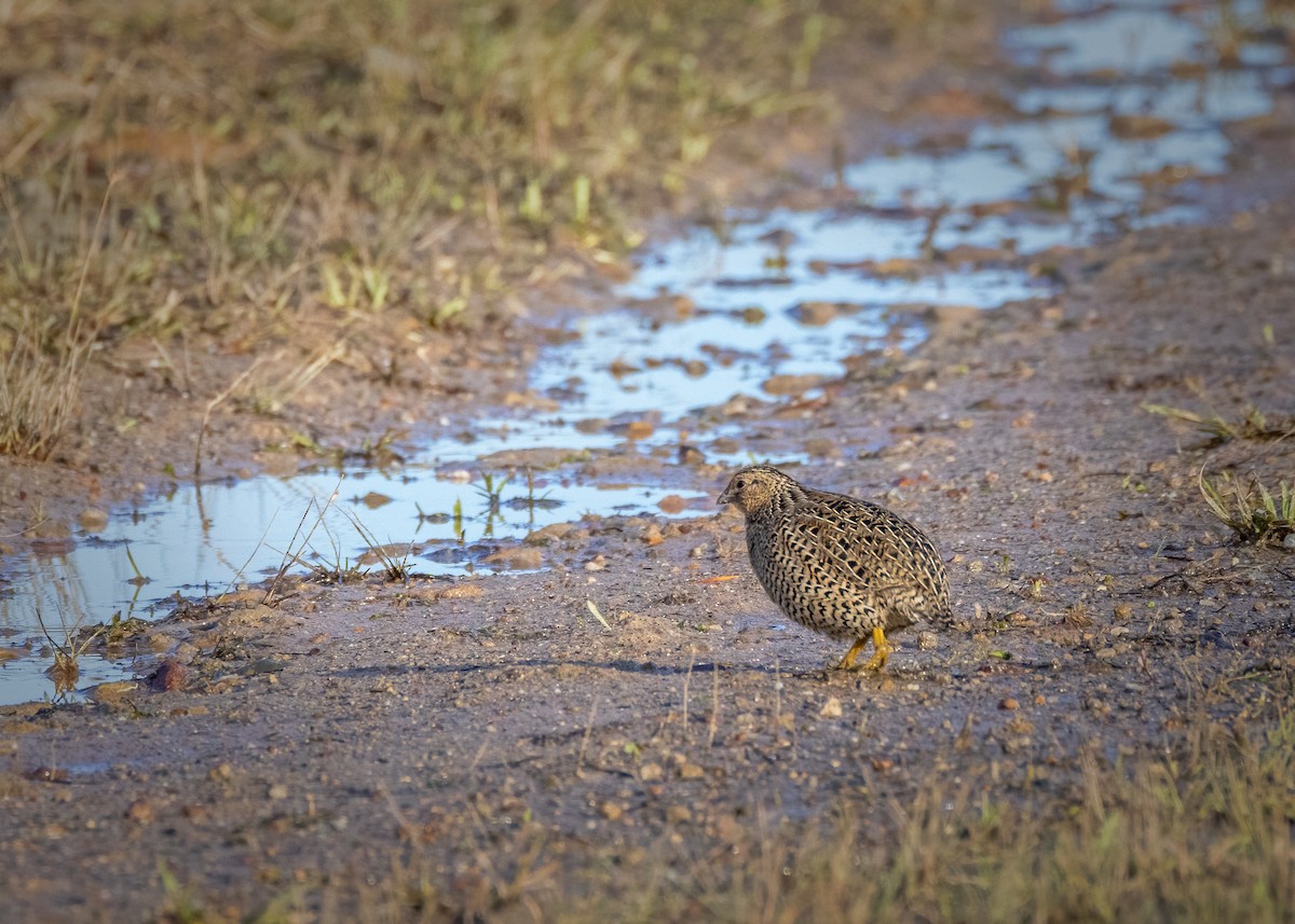 Brown Quail - Julie Clark