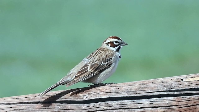 Lark Sparrow - ML619594834