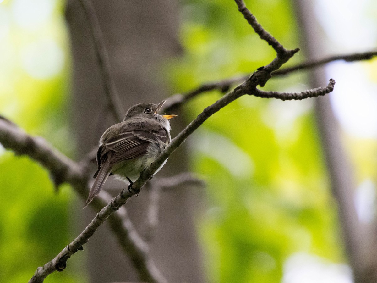 Least Flycatcher - Alexandrine Fontaine-Tardif