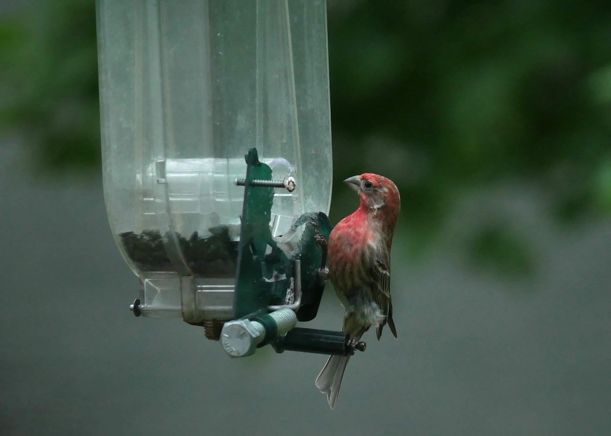 House Finch - Francine Tanguay