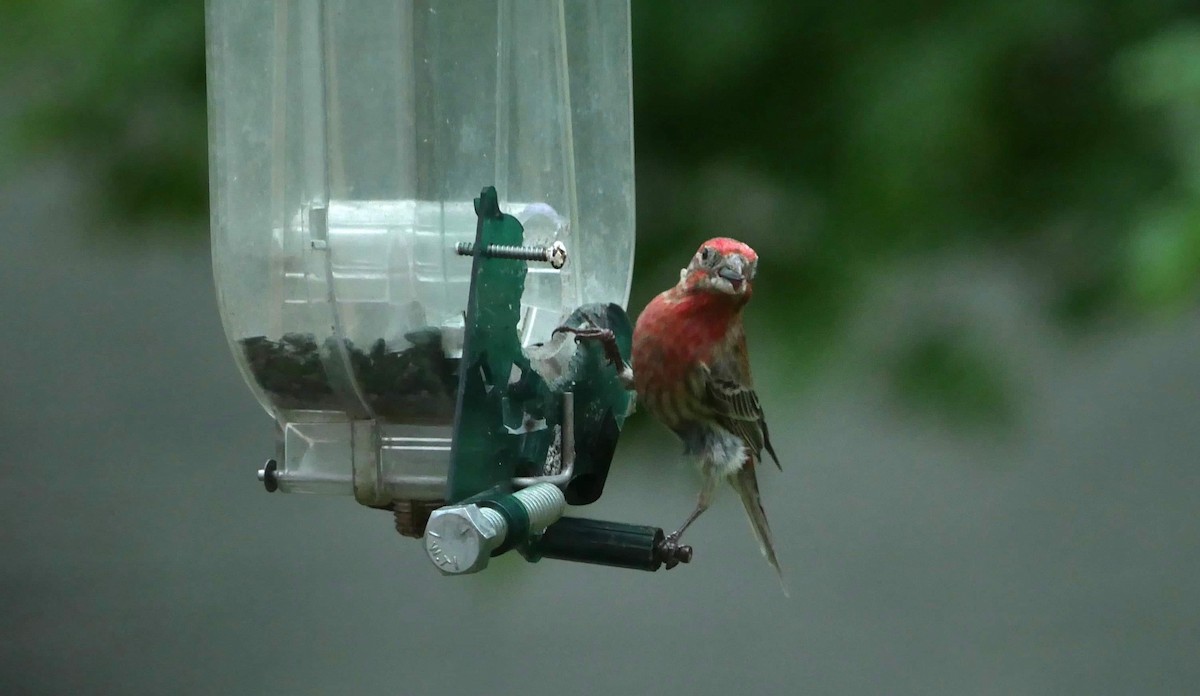 House Finch - Francine Tanguay