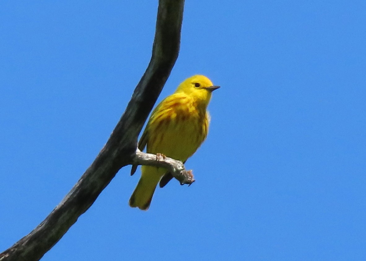 Yellow Warbler - Lala A