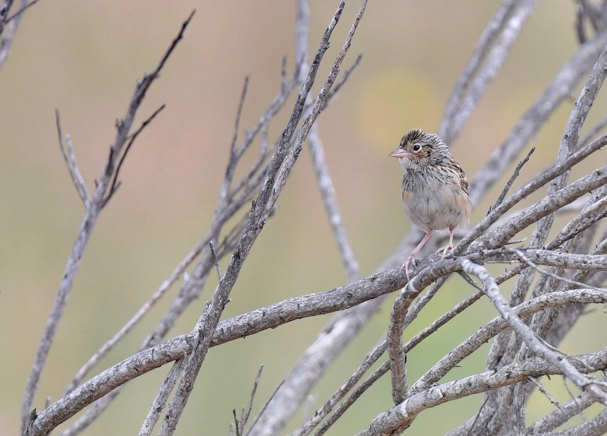 Grasshopper Sparrow - Barbara Wise