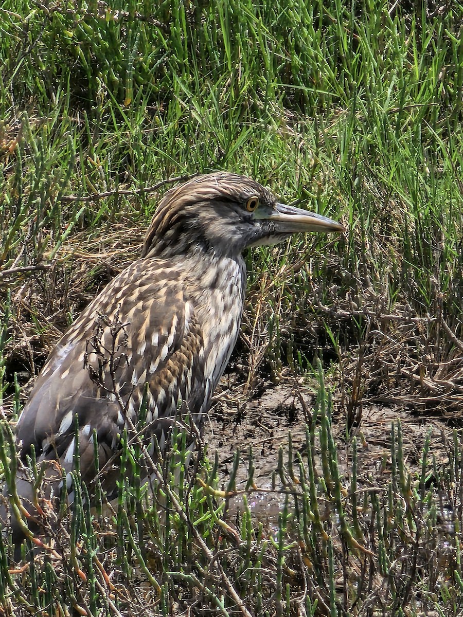 Black-crowned Night Heron (American) - ML619594863