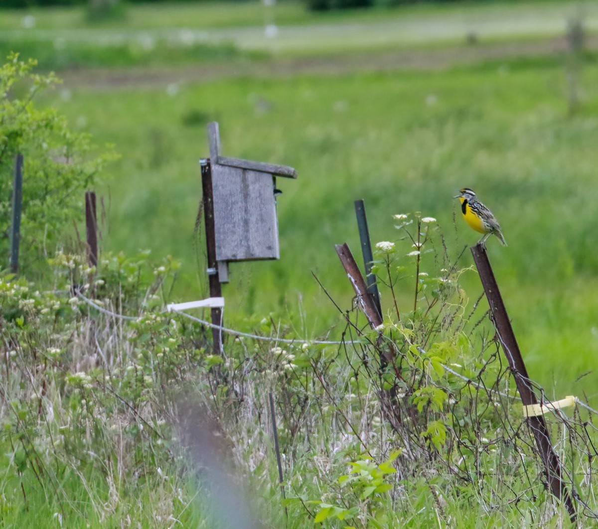 Eastern Meadowlark - Richard Rowlee