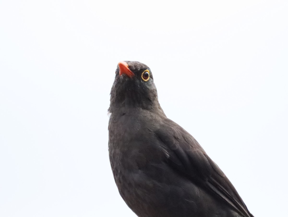 Great Thrush - Diomedez Perez