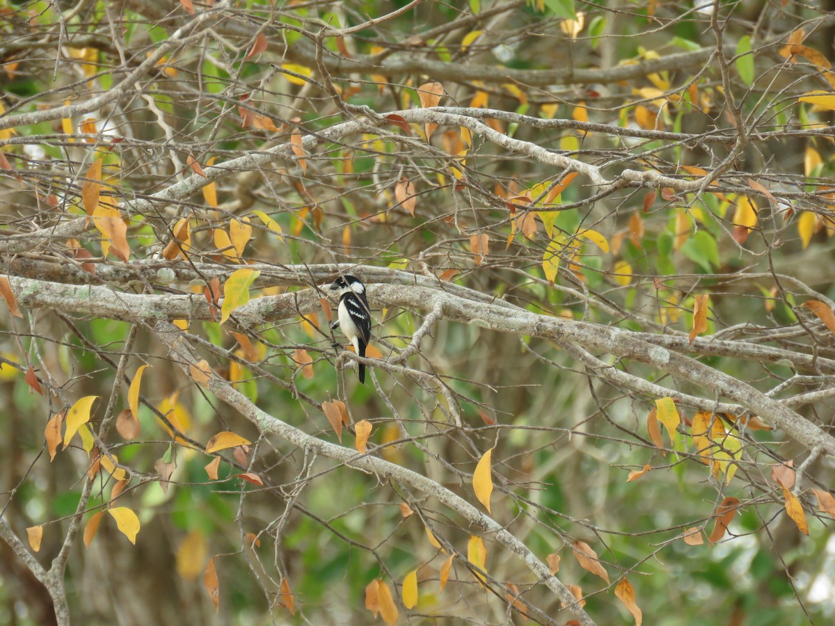 Morelet's Seedeater - Sam Holcomb