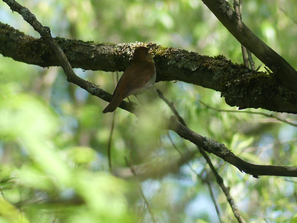 Veery - claudine lafrance cohl