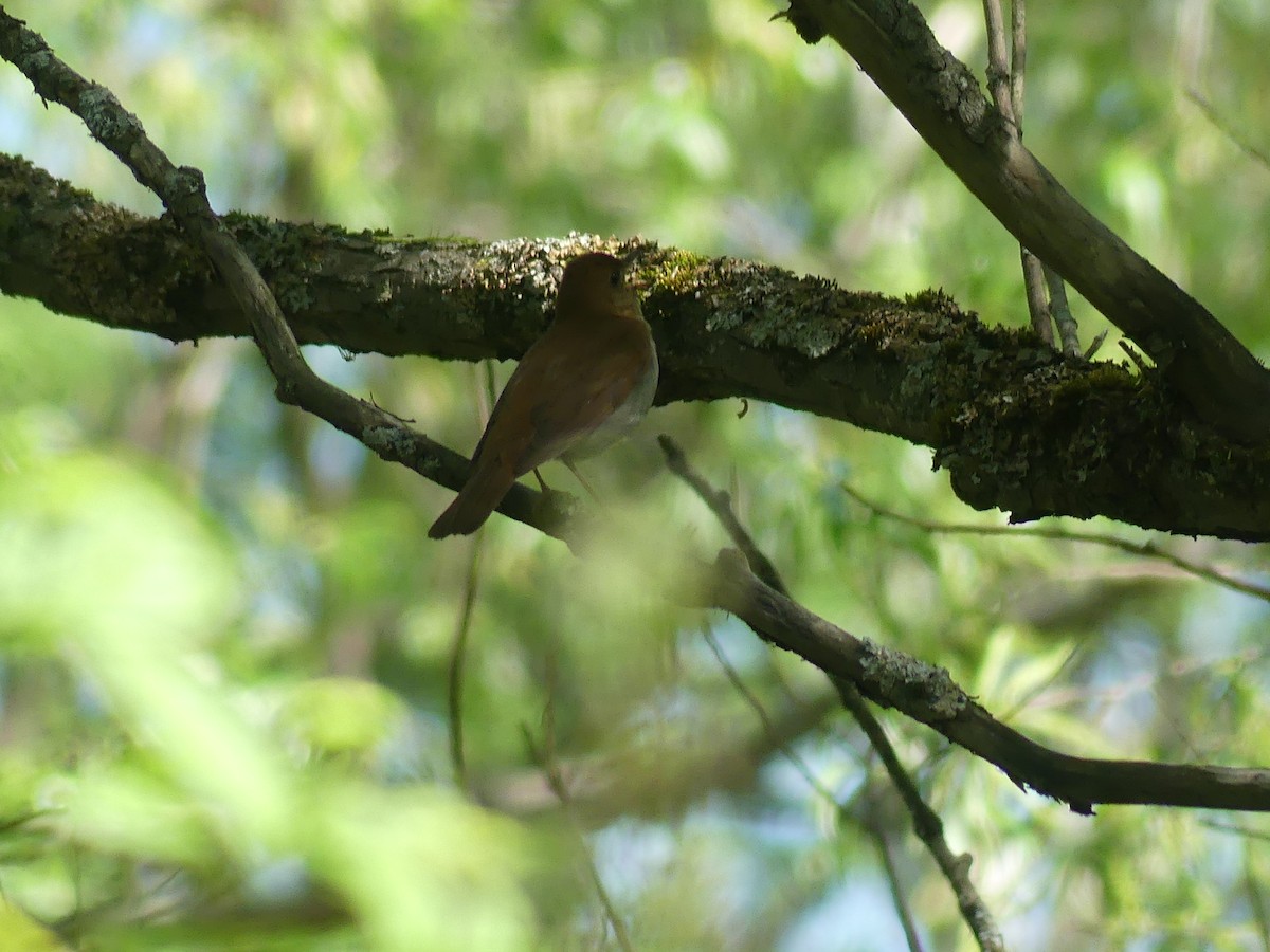 Veery - claudine lafrance cohl