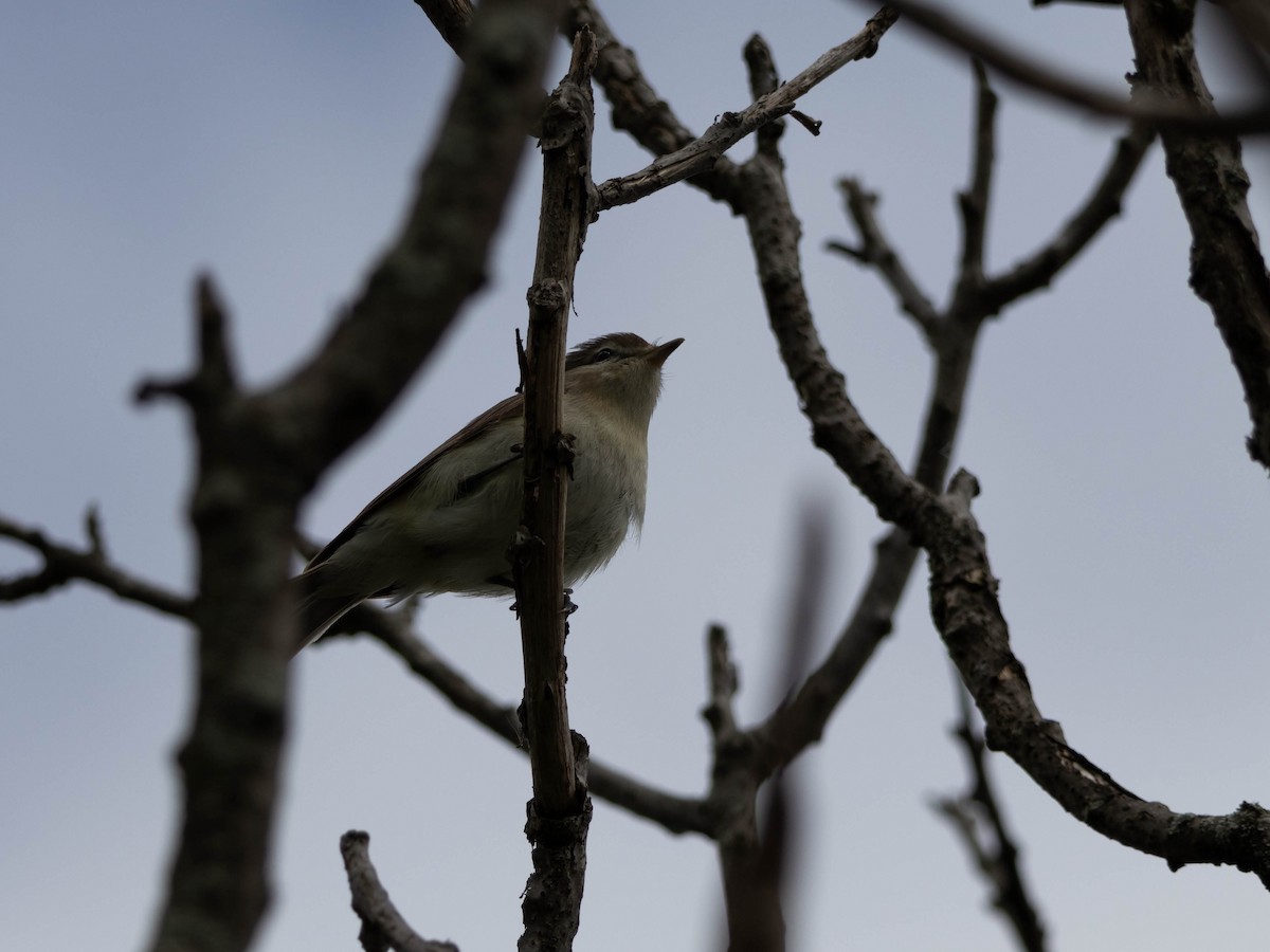 Warbling Vireo - Alexandrine Fontaine-Tardif