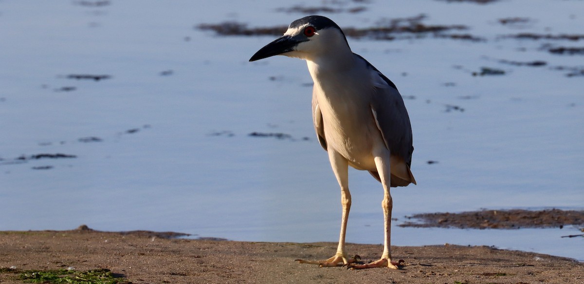 Black-crowned Night Heron - ML619594880