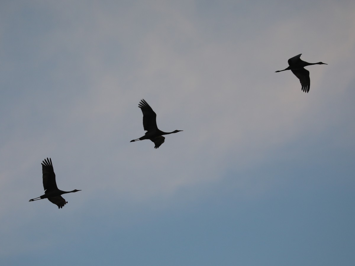 Sandhill Crane - Daniel Hinnebusch