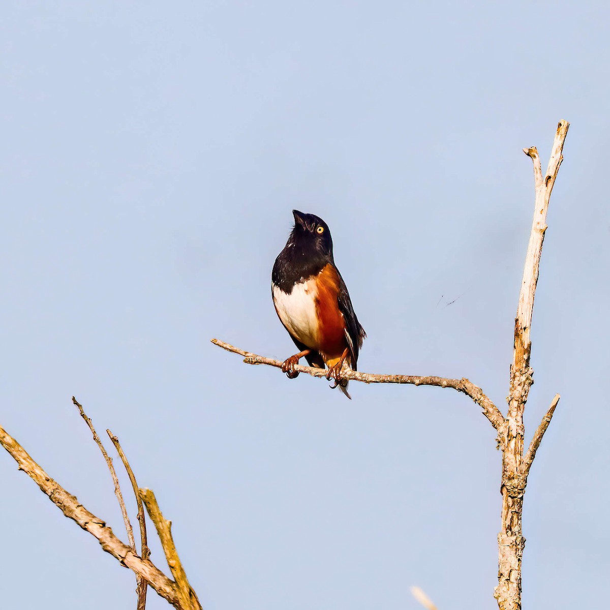 Eastern Towhee - Sylvie Nadeau Gneckow