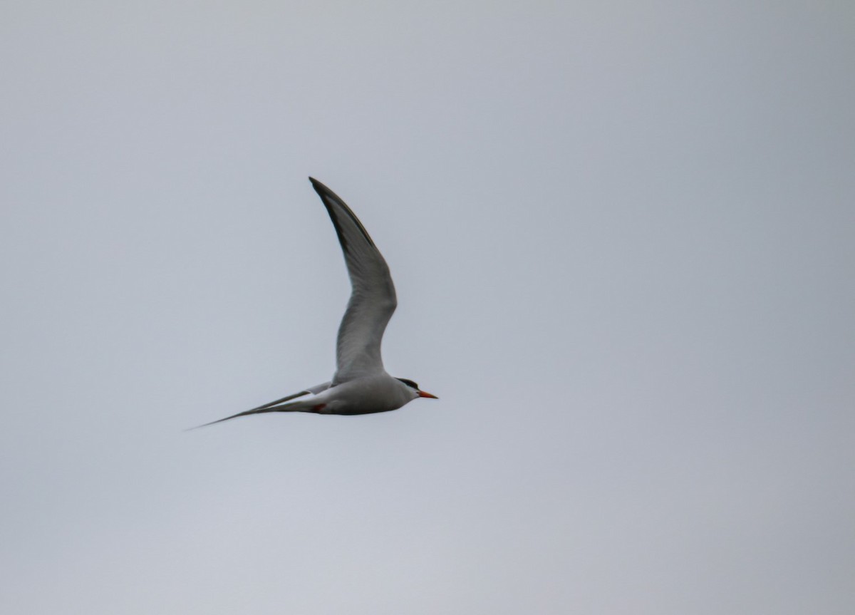 Common Tern - Richard Rowlee