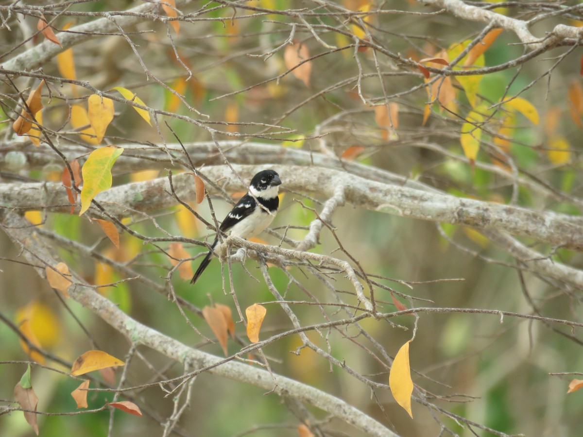 Morelet's Seedeater - Sam Holcomb