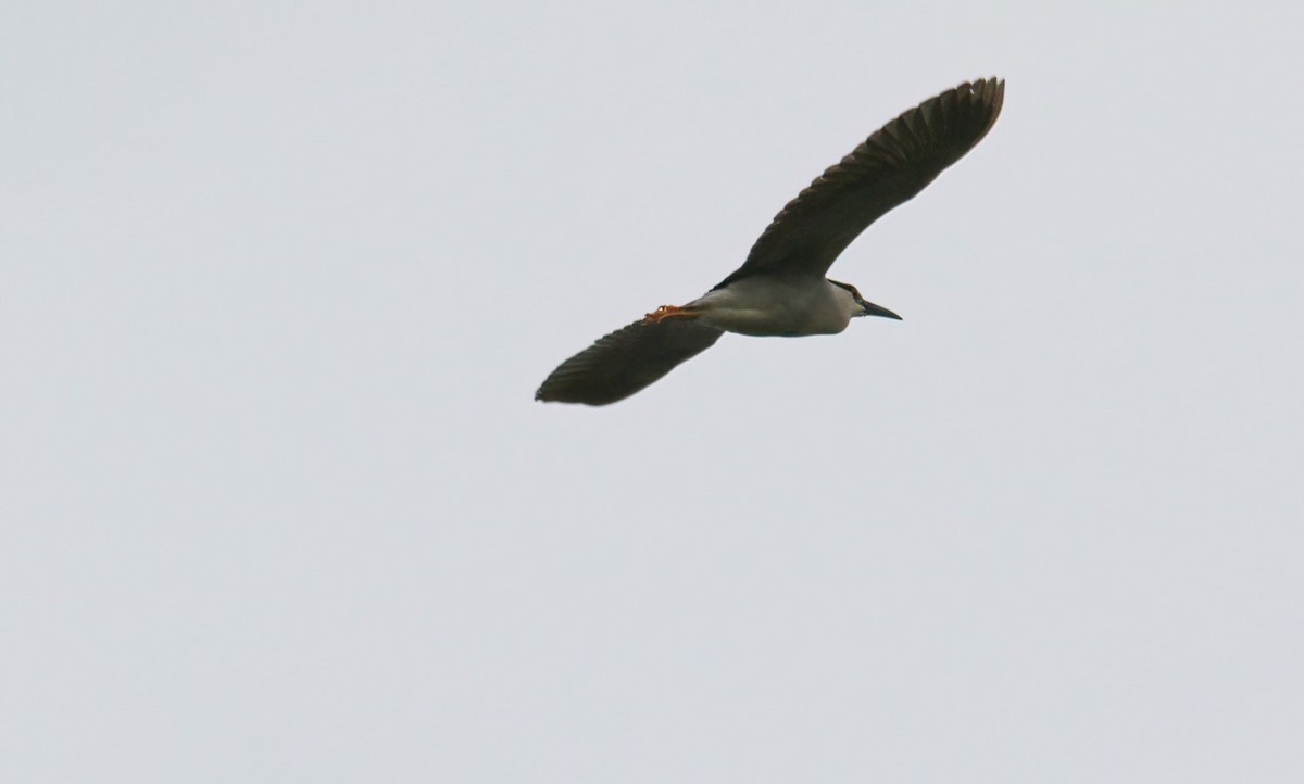 Black-crowned Night Heron - Richard Rowlee