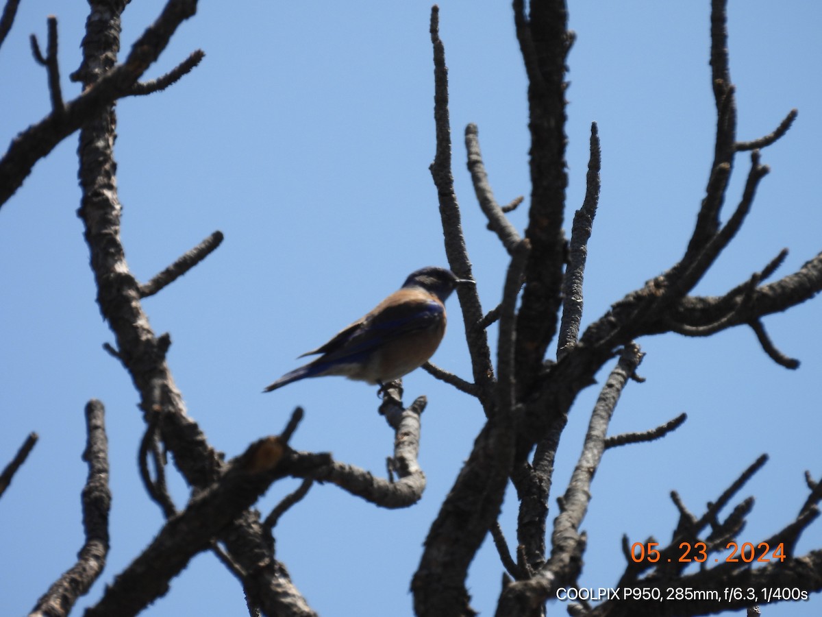 Western Bluebird - Joyce Michael