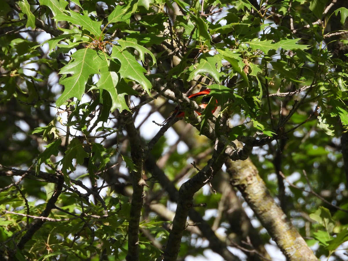 Scarlet Tanager - Monica Rose