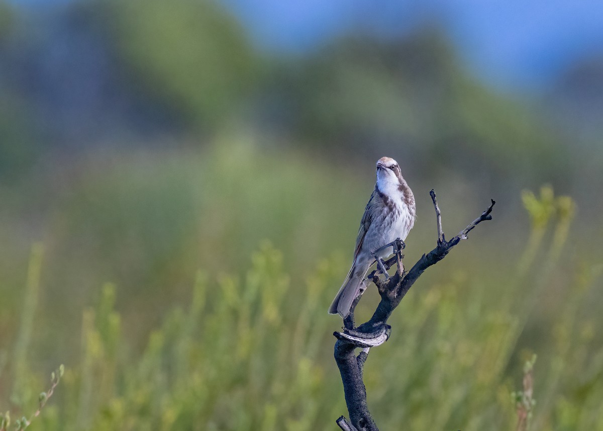 Tawny-crowned Honeyeater - Julie Clark