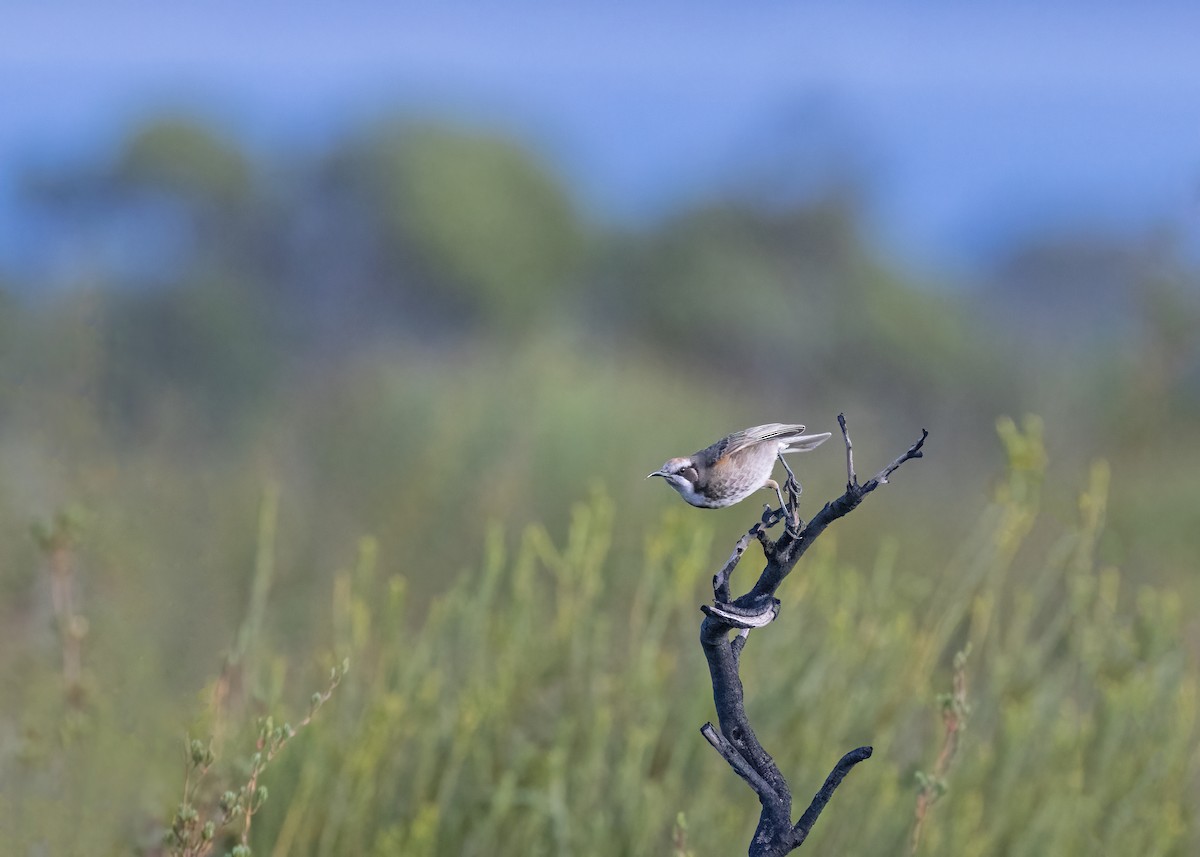 Tawny-crowned Honeyeater - Julie Clark