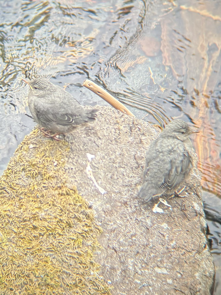 American Dipper - Alex Gotz