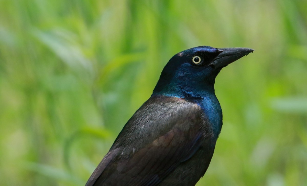 Common Grackle - Richard Rowlee