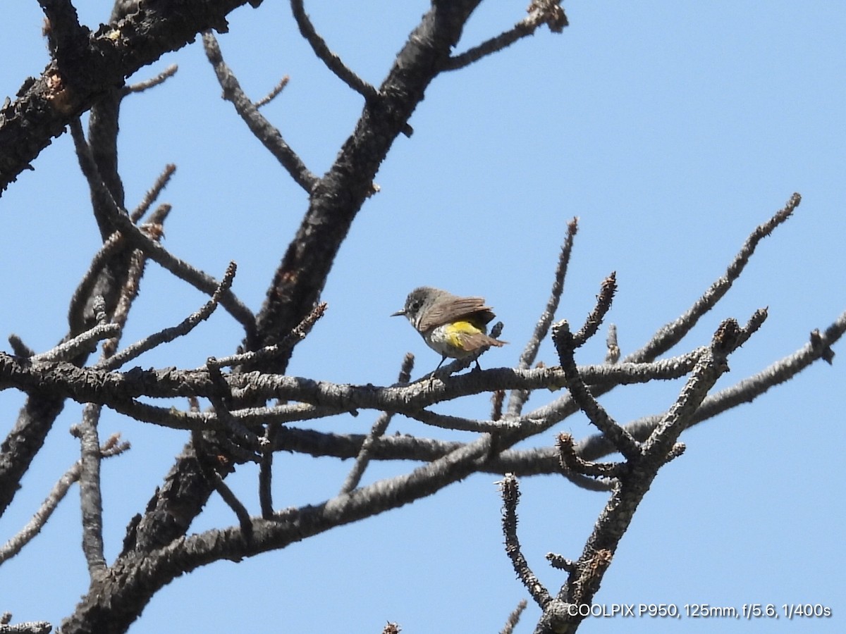 Virginia's Warbler - Joyce Michael