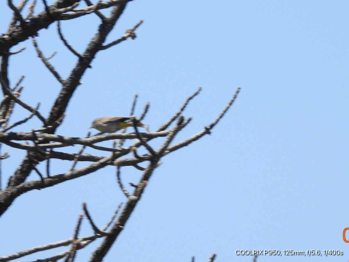 Virginia's Warbler - Joyce Michael