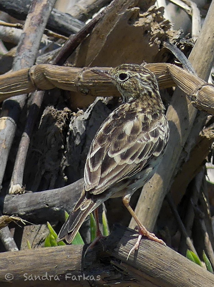 Peruvian Pipit - Sandra Farkas