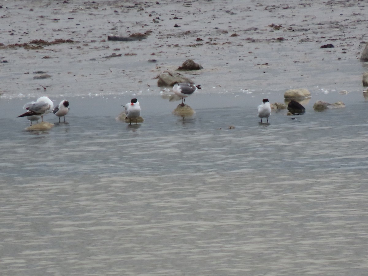 Caspian Tern - ML619594919