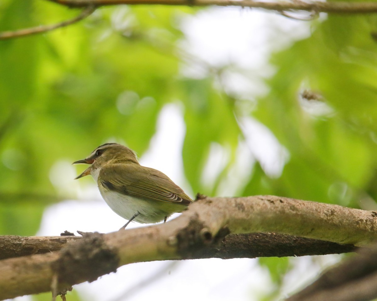 rødøyevireo - ML619594920