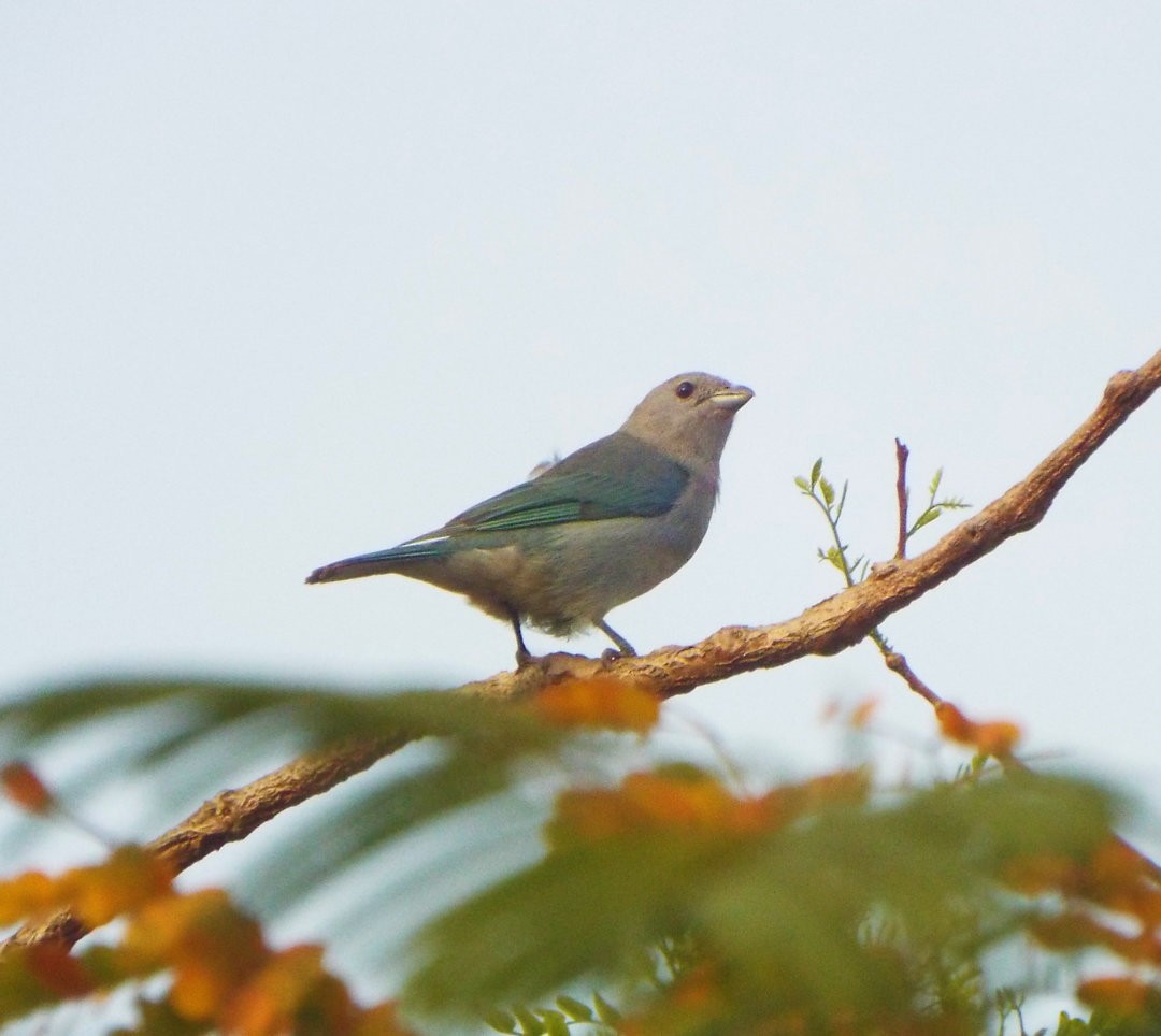 Sayaca Tanager - ML619594921