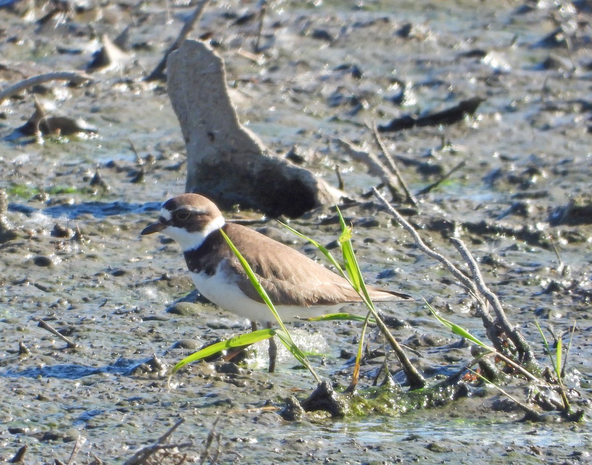 Semipalmated Plover - Martin Berg