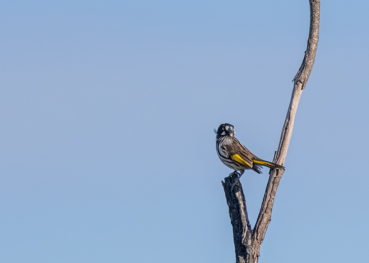 New Holland Honeyeater - Julie Clark