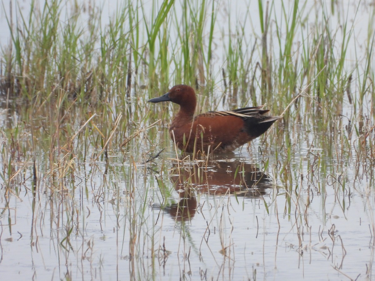 Cinnamon Teal - Tom Wuenschell