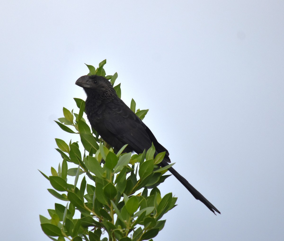 Smooth-billed Ani - ML619594929