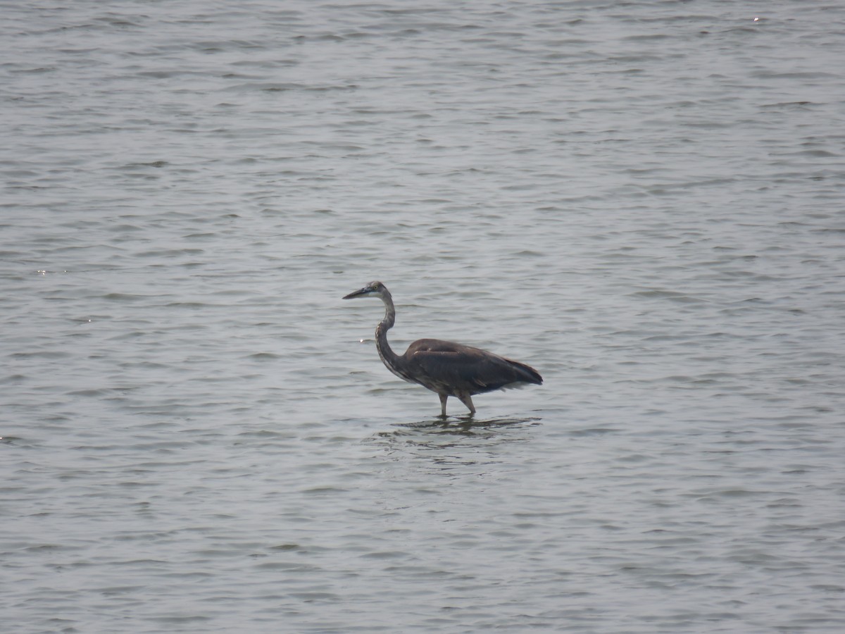 Great Blue Heron - Sam Holcomb