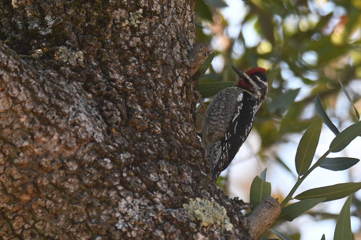 Red-naped Sapsucker - Ethan Monk