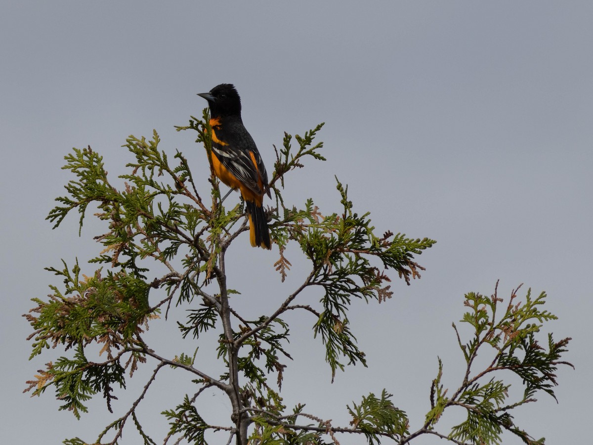 Baltimore Oriole - Alexandrine Fontaine-Tardif