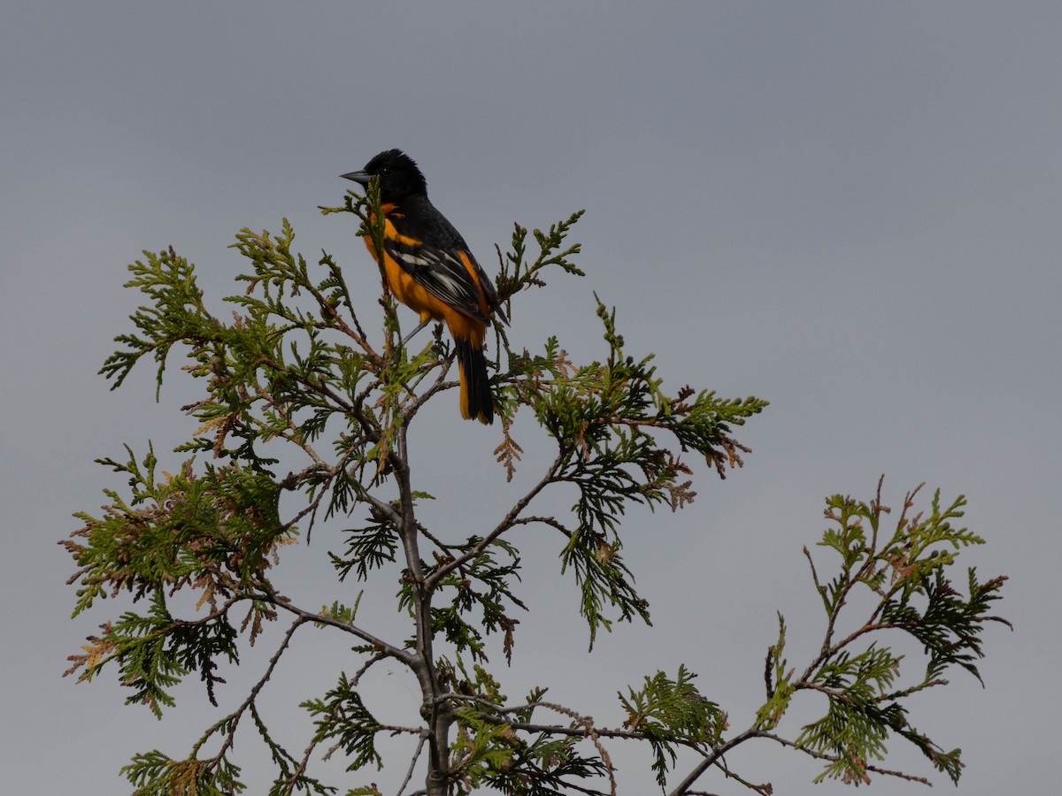 Baltimore Oriole - Alexandrine Fontaine-Tardif